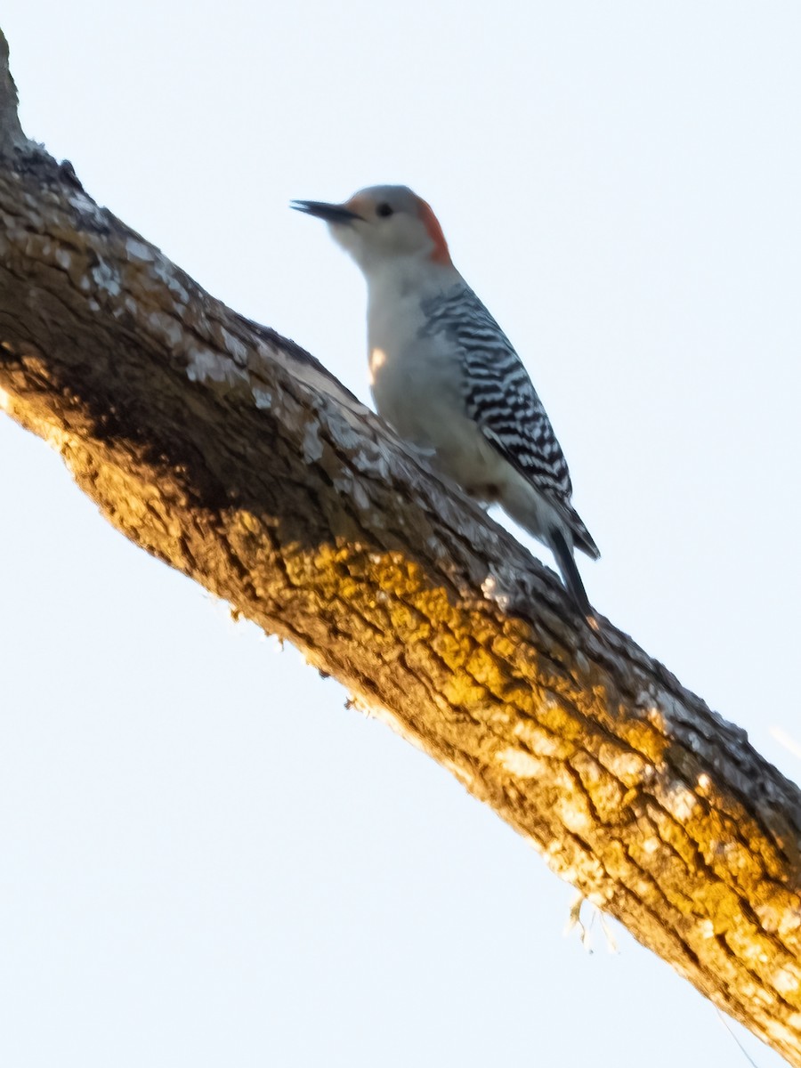 Carolinaspecht - ML646767687