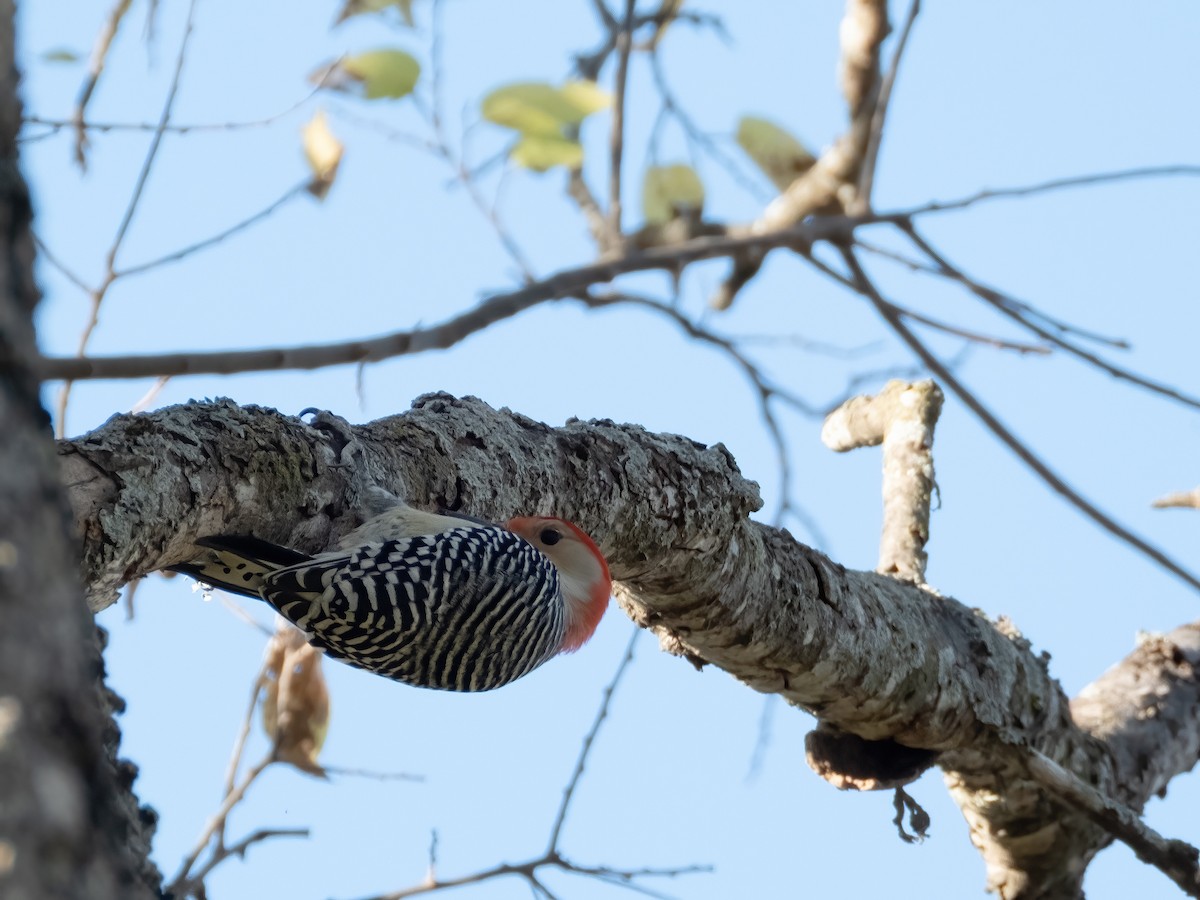 Carolinaspecht - ML646767688