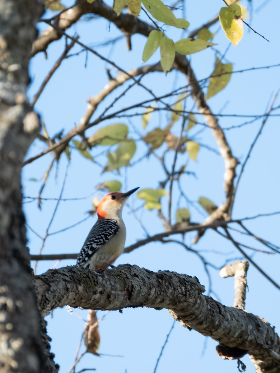 Carolinaspecht - ML646767689