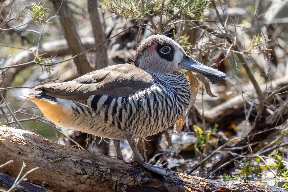 Розовоухая утка - ML646767692