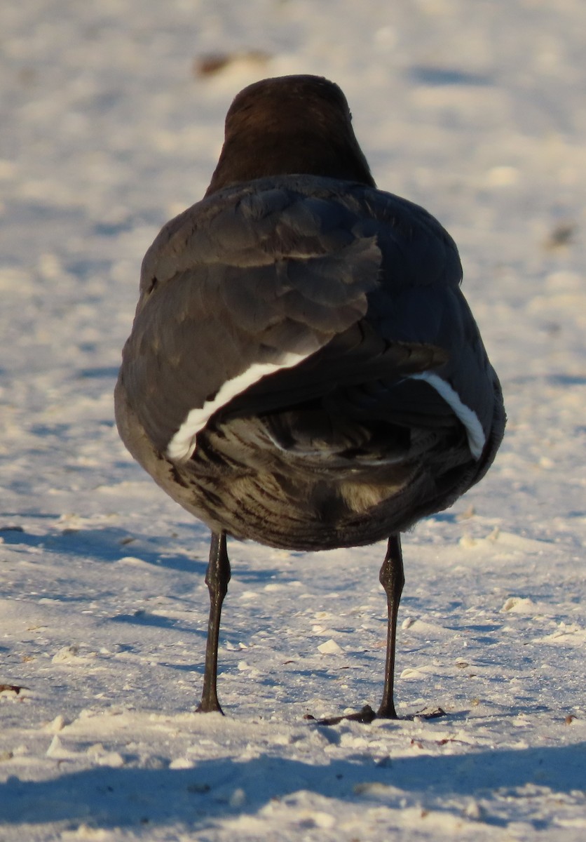 Antxeta grisa - ML646767693