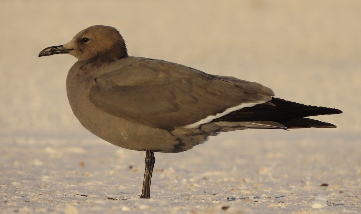 Antxeta grisa - ML646767694