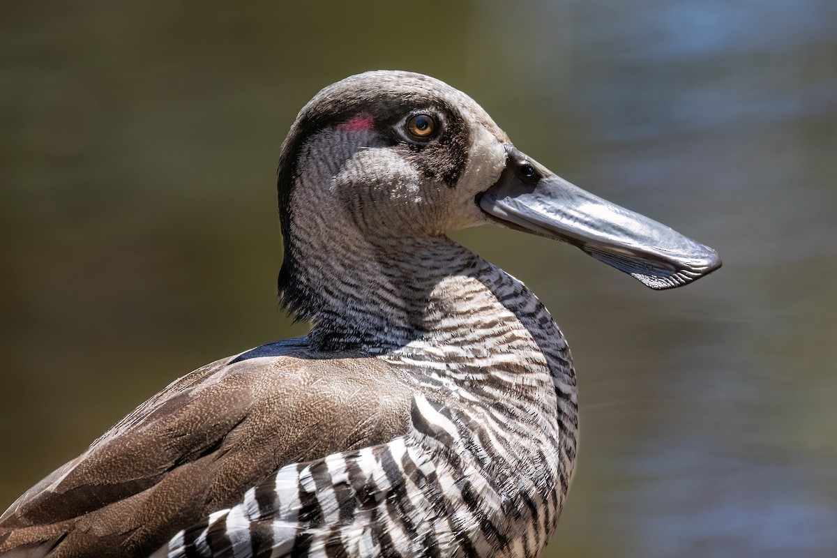 Розовоухая утка - ML646767696