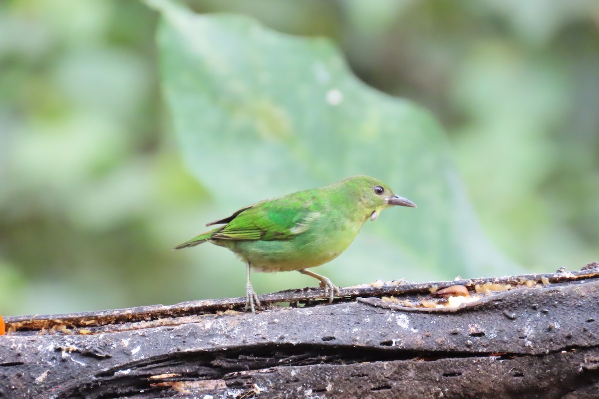 Green Honeycreeper - ML646767705
