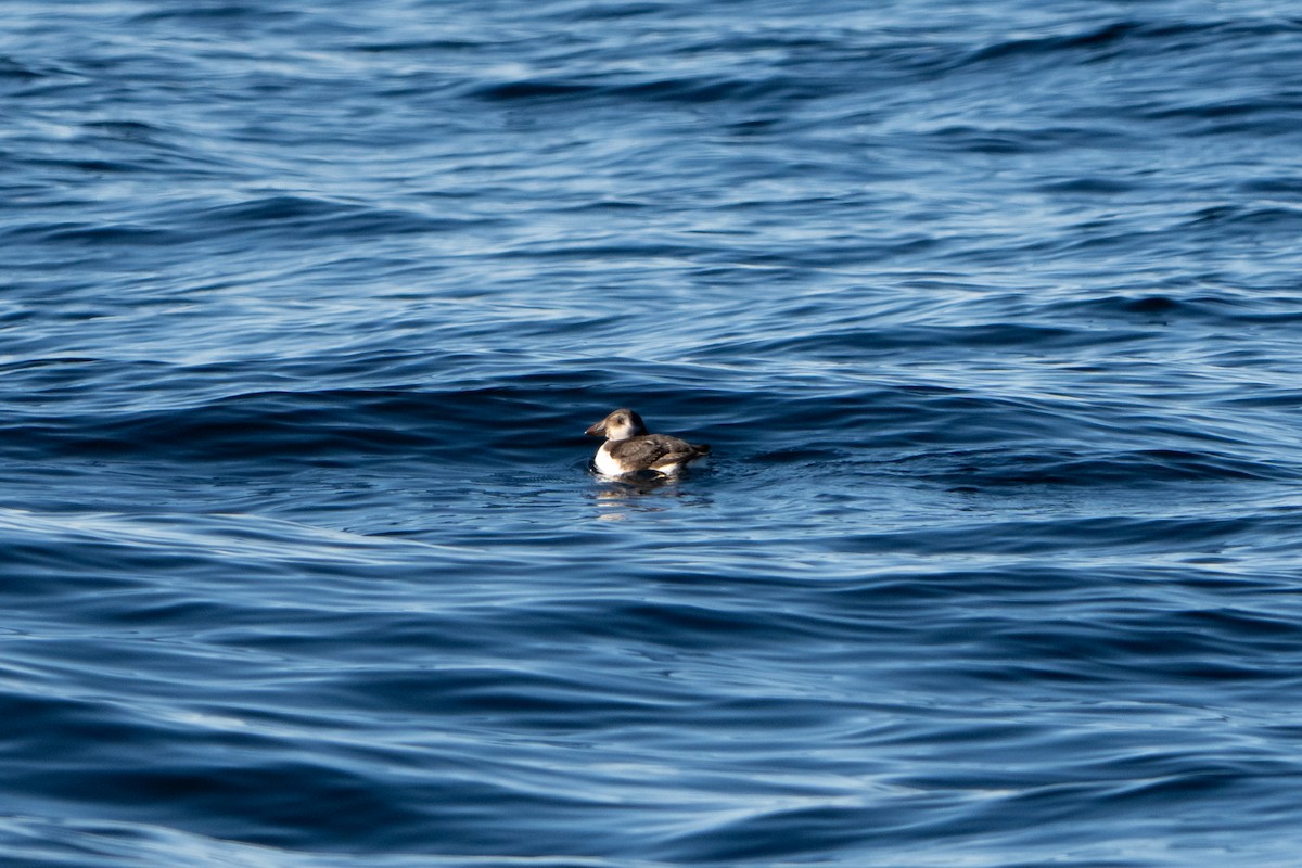 Atlantic Puffin - ML646767706