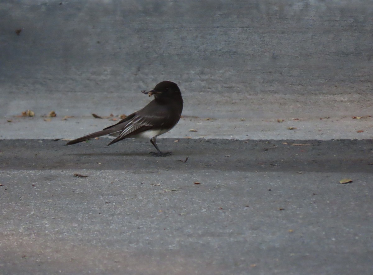 Black Phoebe - ML646767707