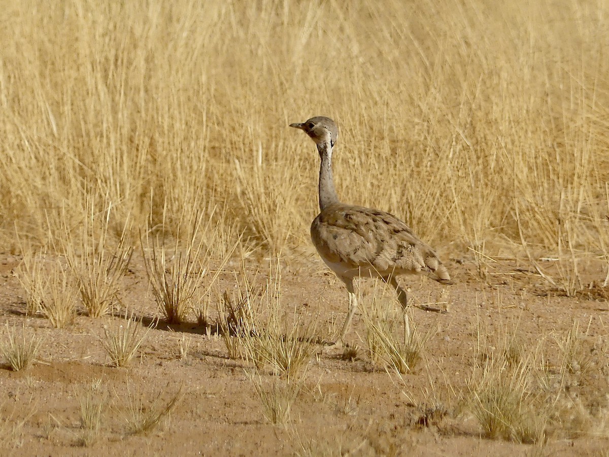Rüppell's Bustard - ML646767708