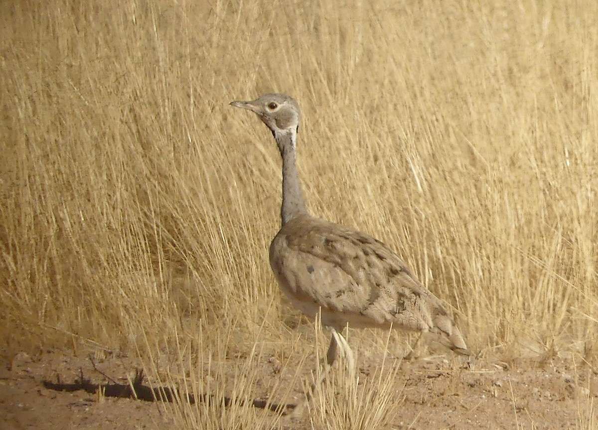 Rüppell's Bustard - ML646767709