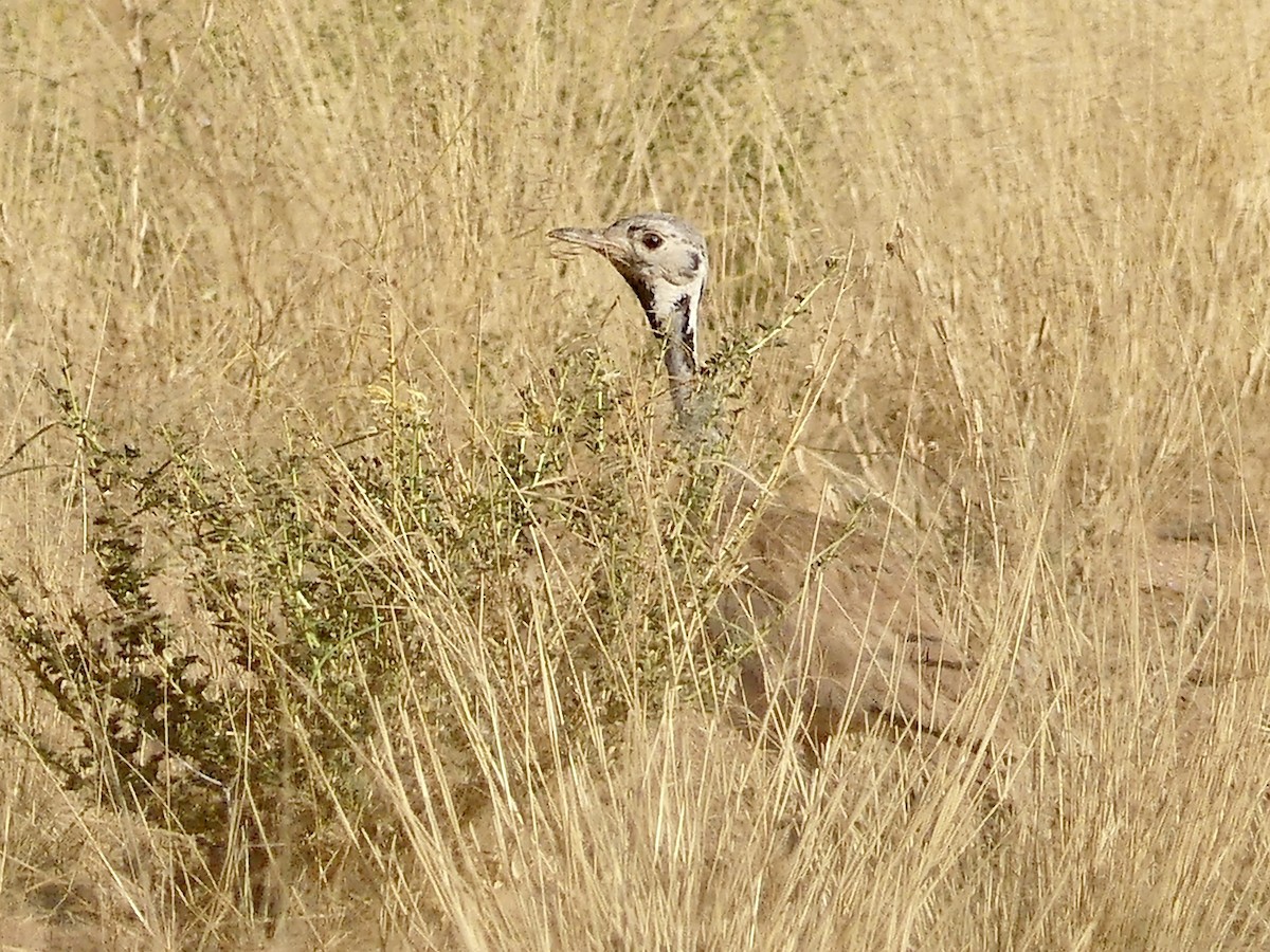 Rüppell's Bustard - ML646767710