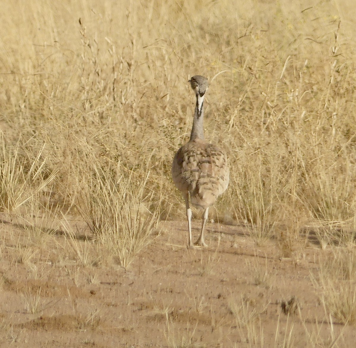 Rüppell's Bustard - ML646767711