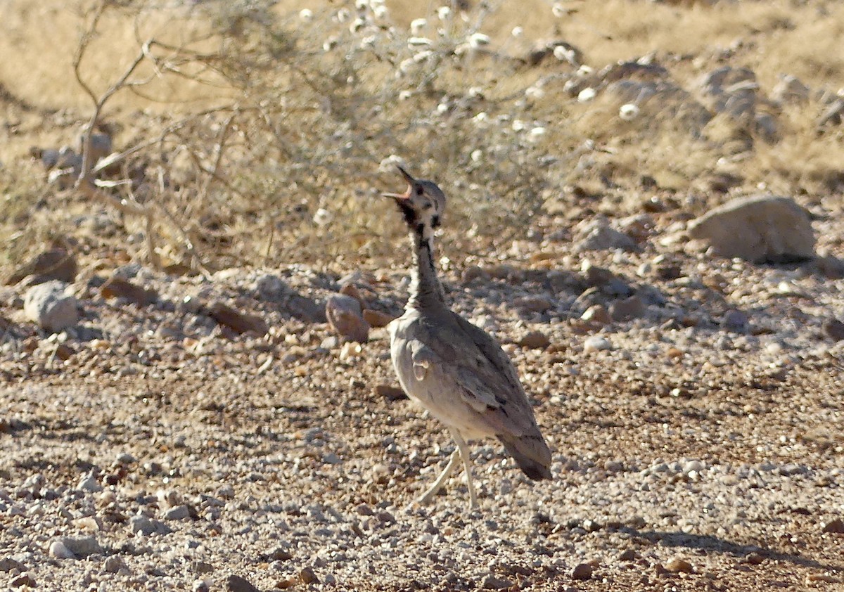Rüppell's Bustard - ML646767712