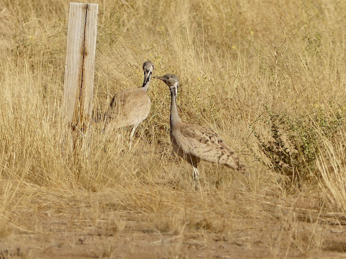 Rüppell's Bustard - ML646767713