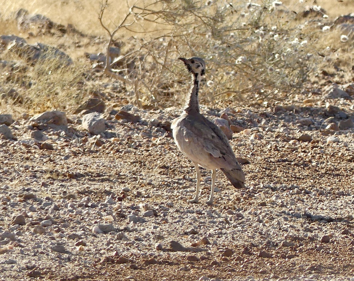 Rüppell's Bustard - ML646767714