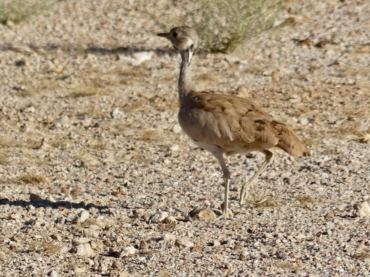 Rüppell's Bustard - ML646767715