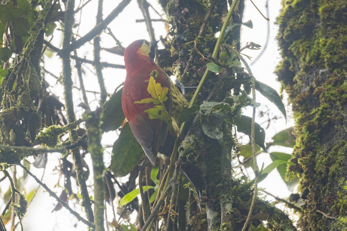 Crimson-mantled Woodpecker - ML646767716