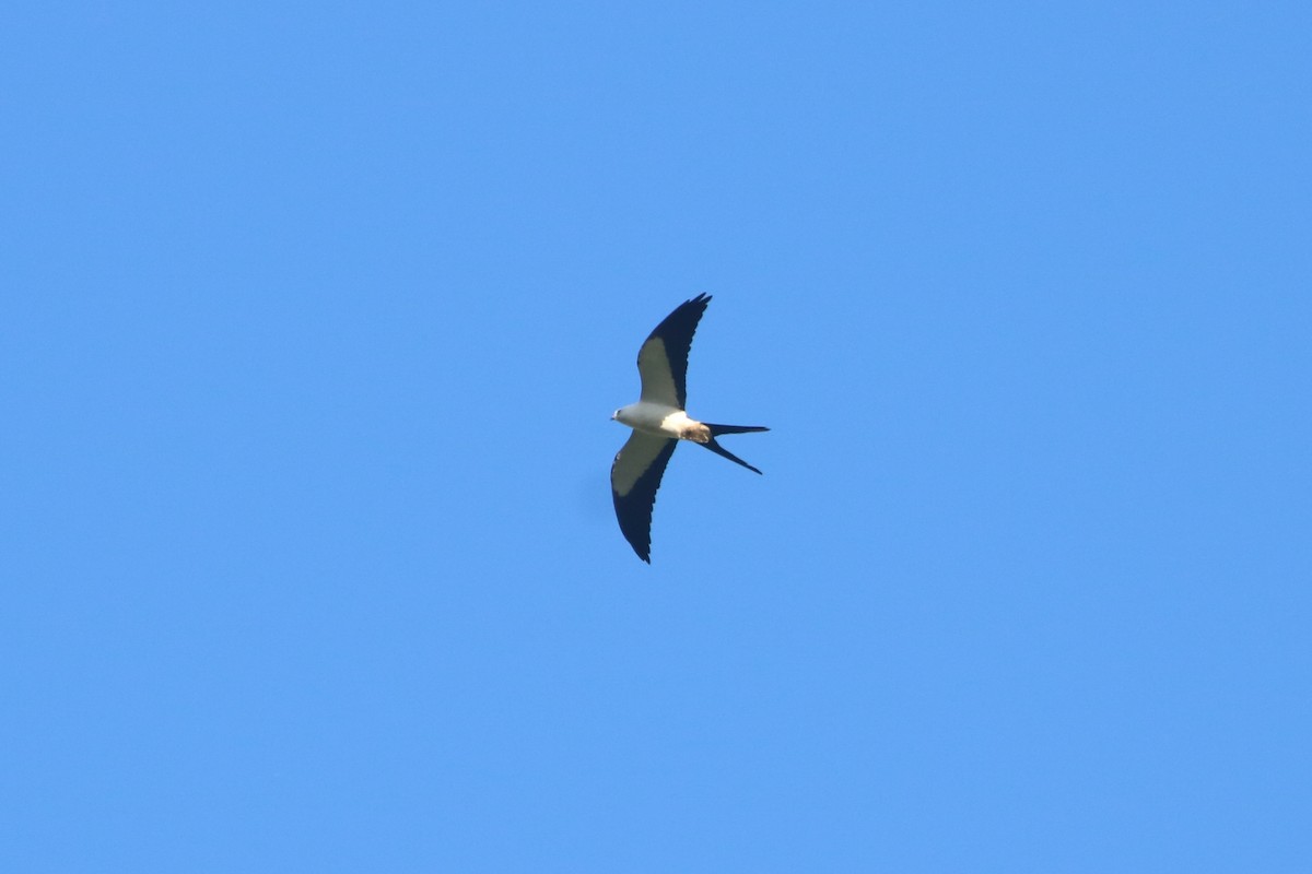 Swallow-tailed Kite - ML646767717