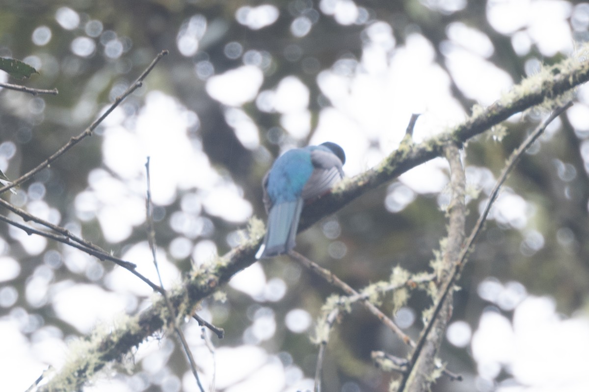 Masked Trogon - ML646767718
