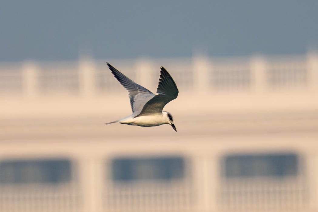 Gull-billed Tern - ML646767719