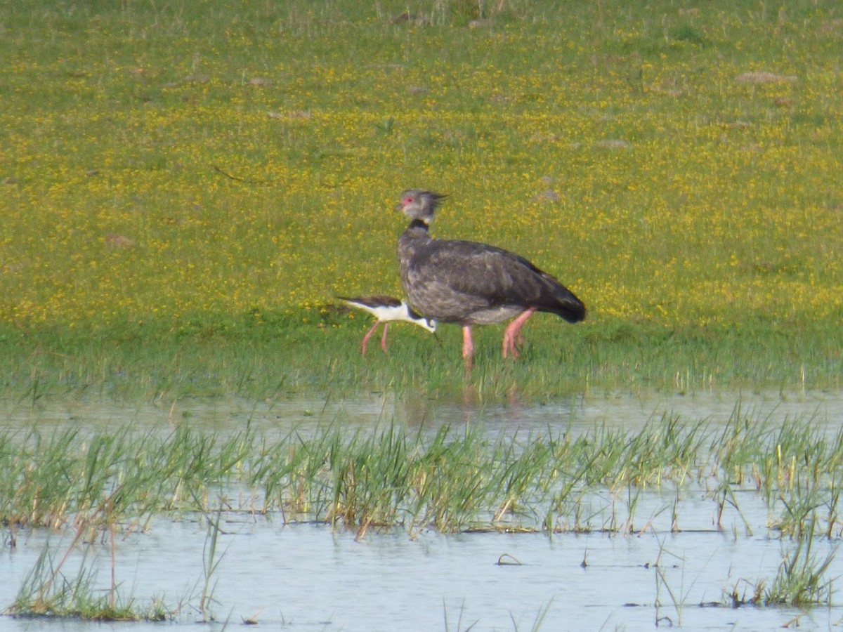 Southern Screamer - ML646767720