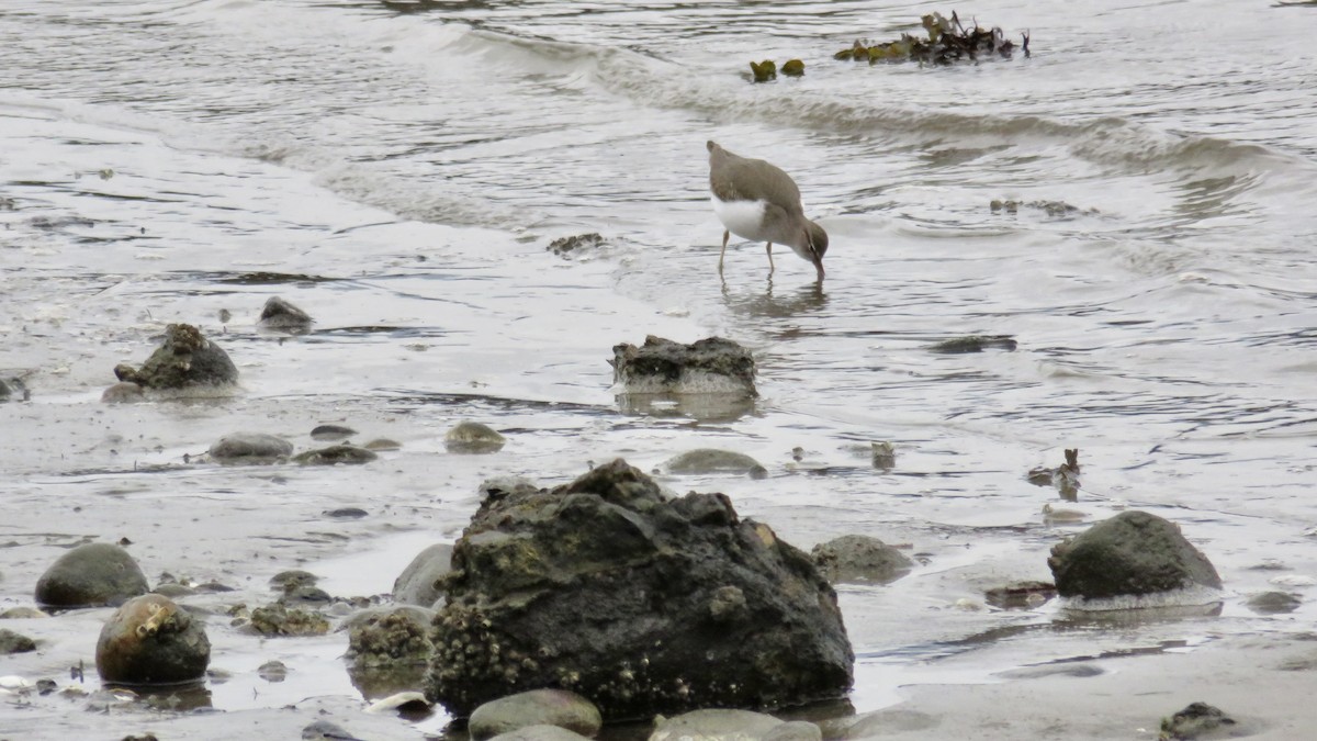 Spotted Sandpiper - ML646767722