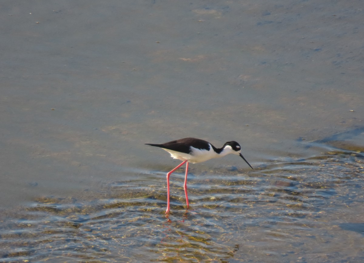 Black-necked Stilt - ML646767725