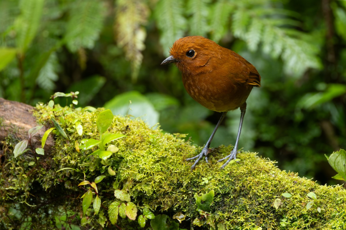 Chami Antpitta - ML646767727