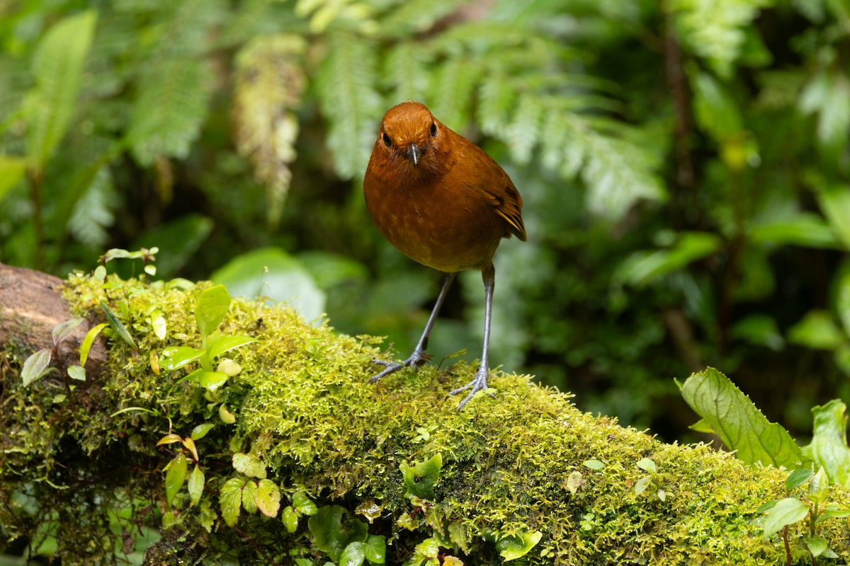 Chami Antpitta - ML646767728