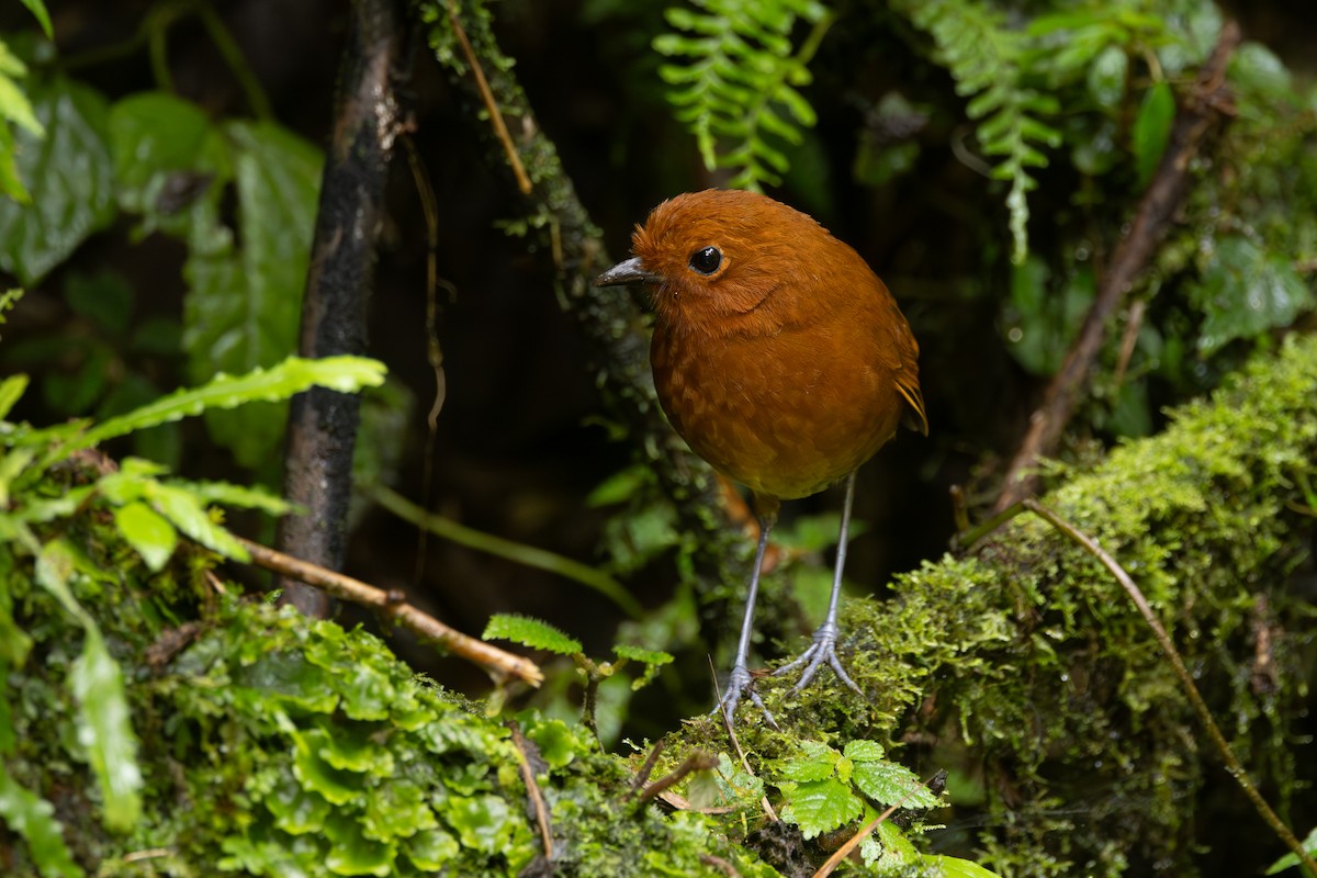 Chami Antpitta - ML646767729