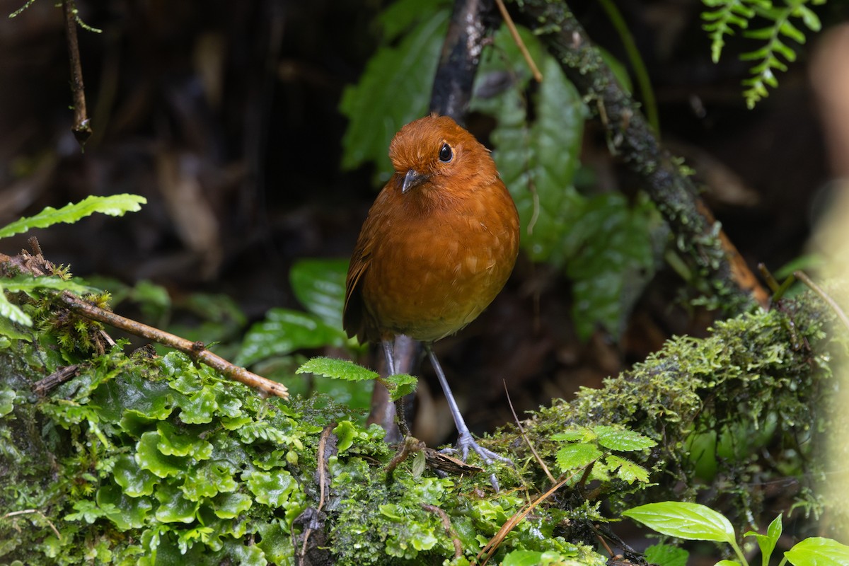 Chami Antpitta - ML646767730