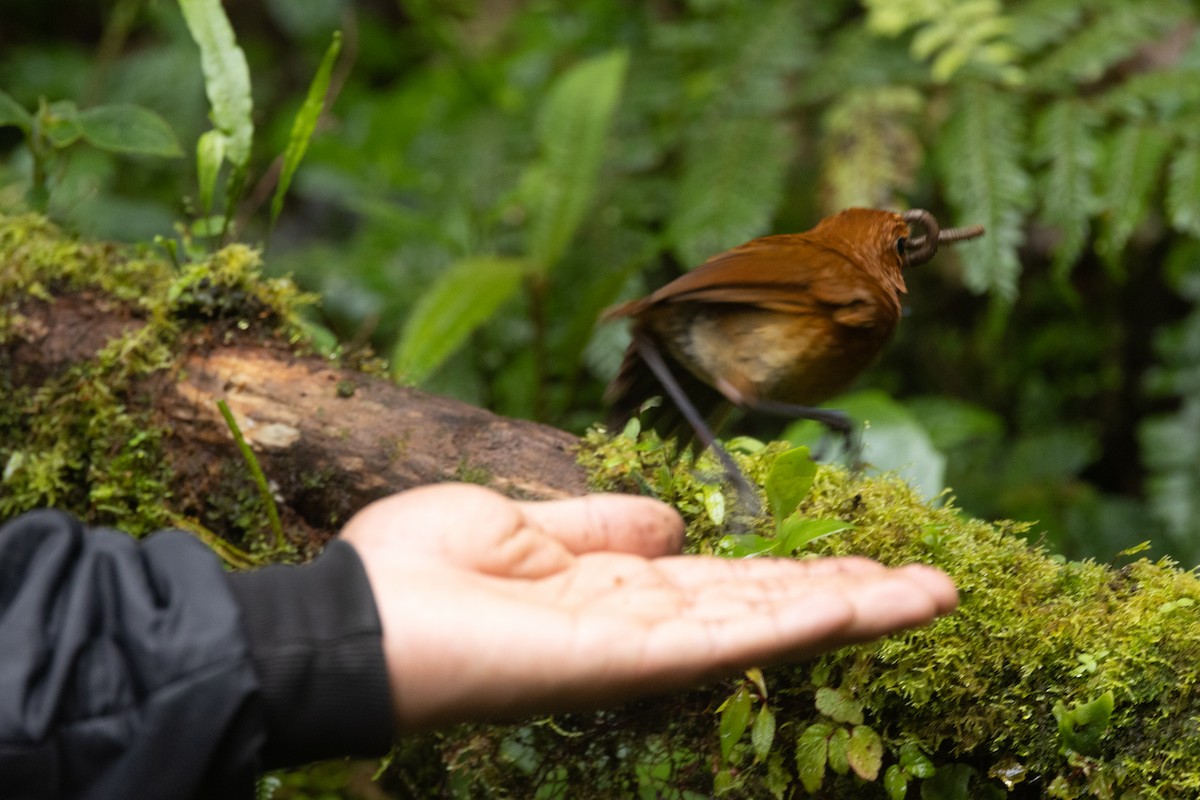 Chami Antpitta - ML646767731