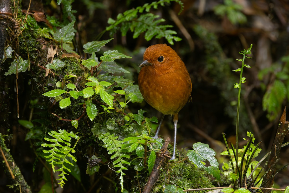 Chami Antpitta - ML646767732