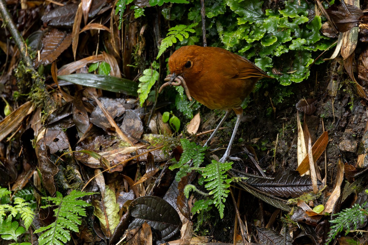 Chami Antpitta - ML646767733