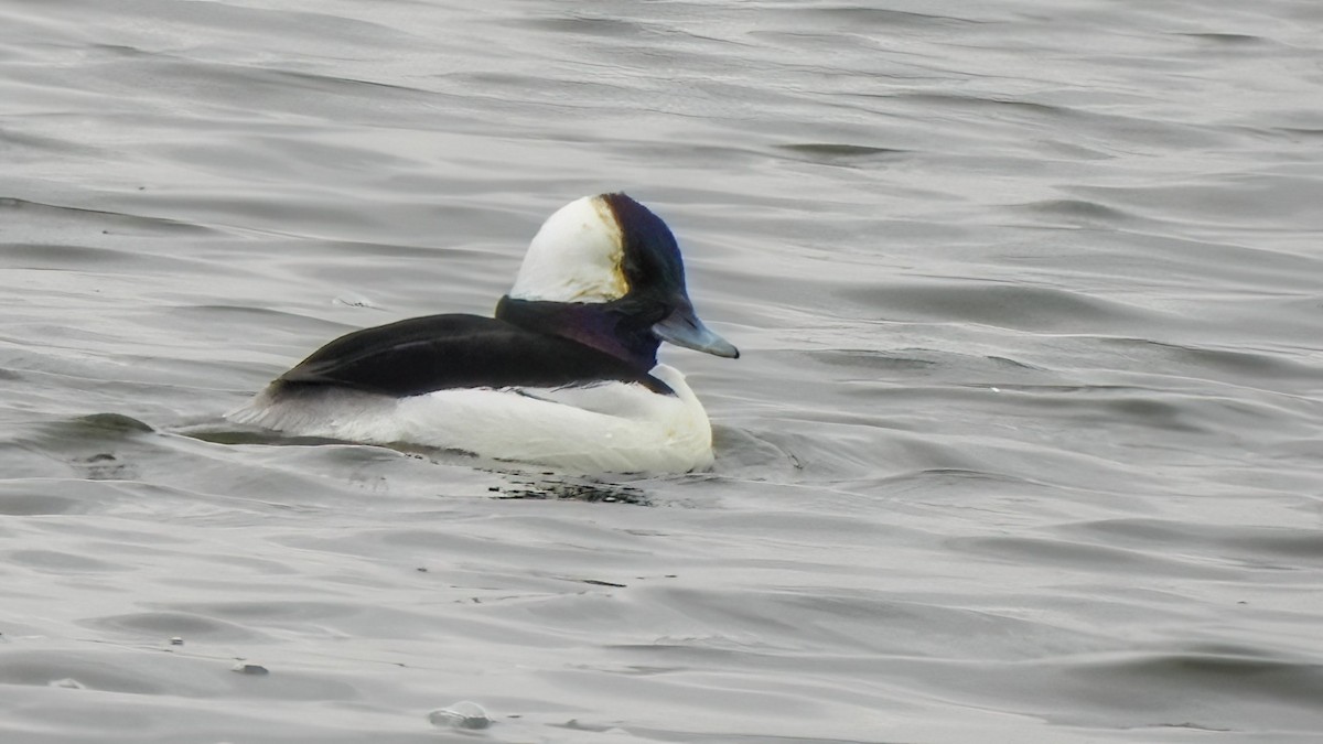 Bufflehead - ML646767734