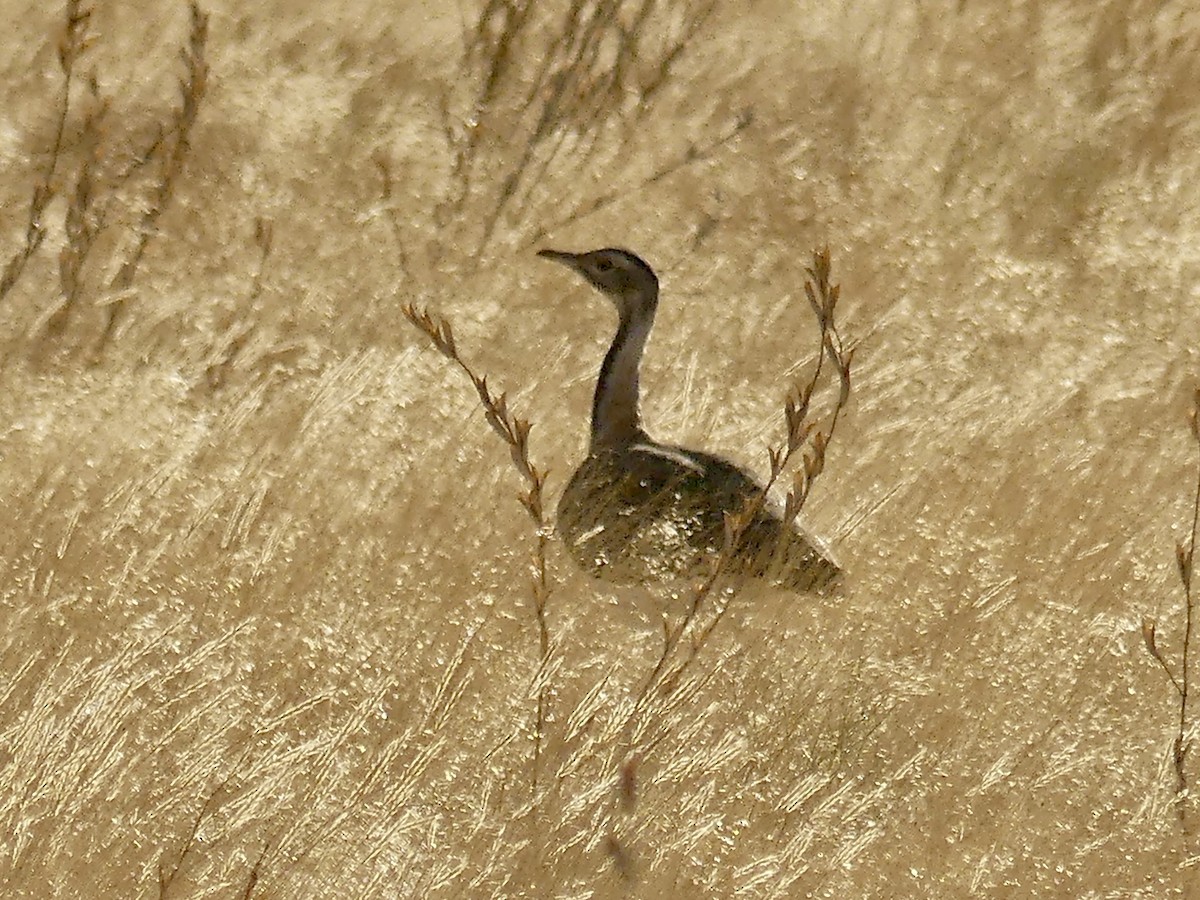 Ludwig's Bustard - ML646767735