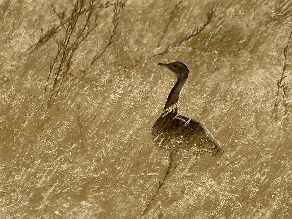 Ludwig's Bustard - ML646767736