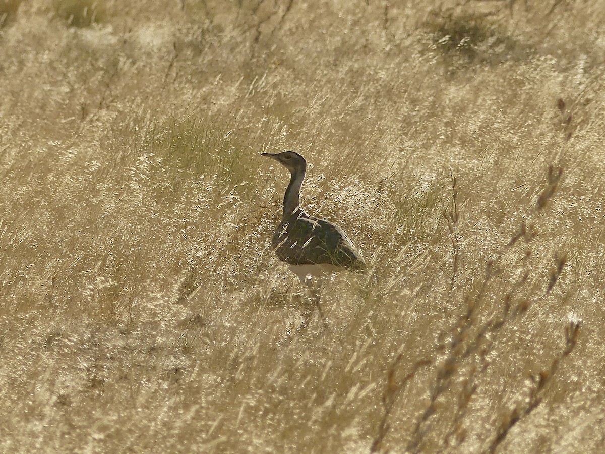 Ludwig's Bustard - ML646767737