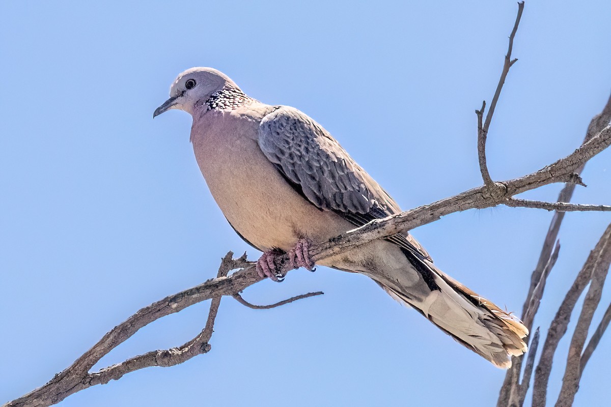Spotted Dove - ML646767738