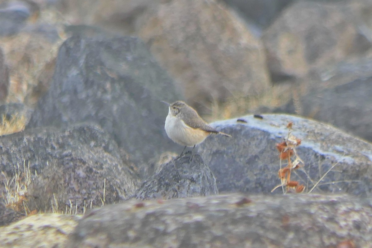 Rock Wren - ML646767739