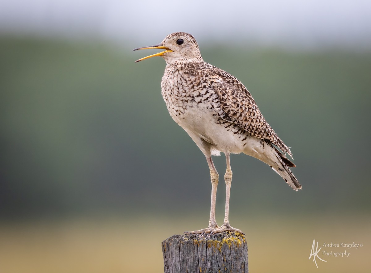 Upland Sandpiper - ML646767740