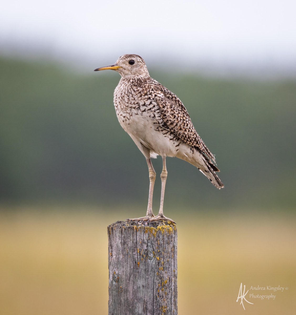 Upland Sandpiper - ML646767741