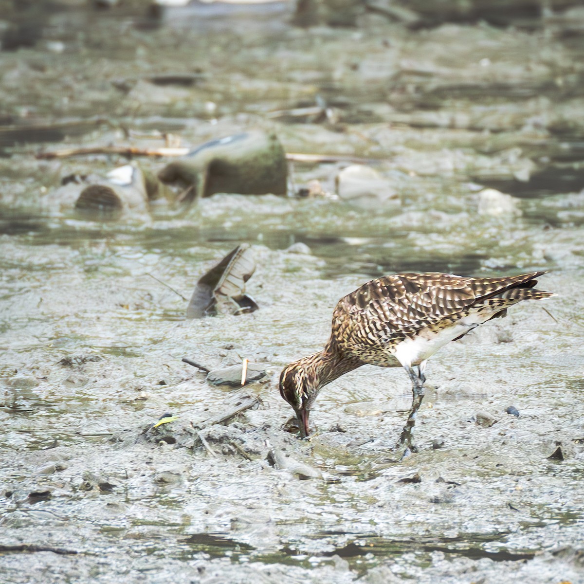 Eurasian Whimbrel - ML646767743