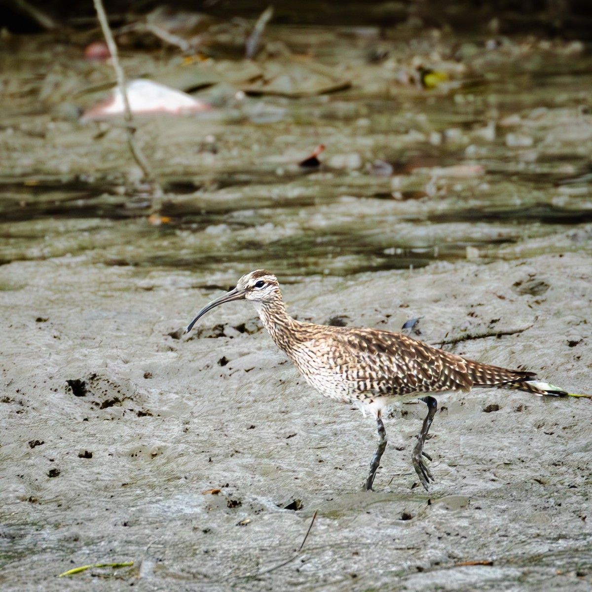 Eurasian Whimbrel - ML646767744