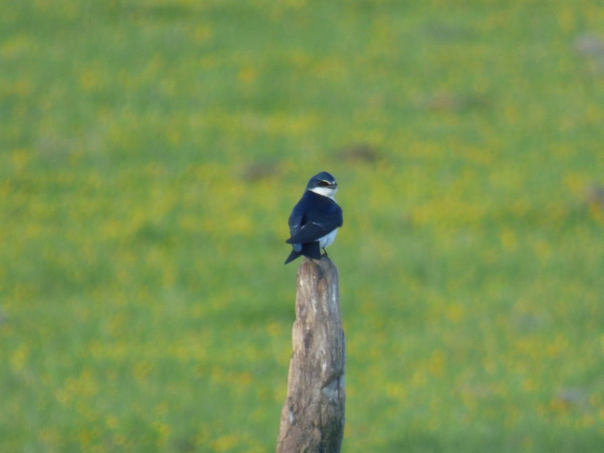 vlaštovka bělokostřecová - ML646767749