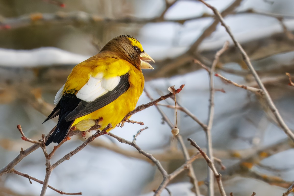 gulbrynkjernebiter - ML646767750