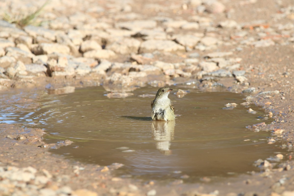 Small-billed Elaenia - ML646767754