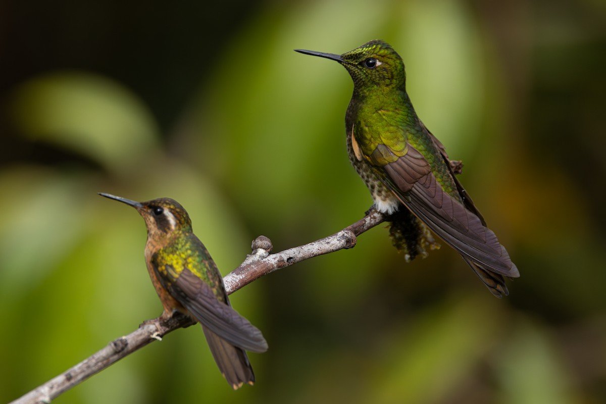 Speckled Hummingbird - ML646767755