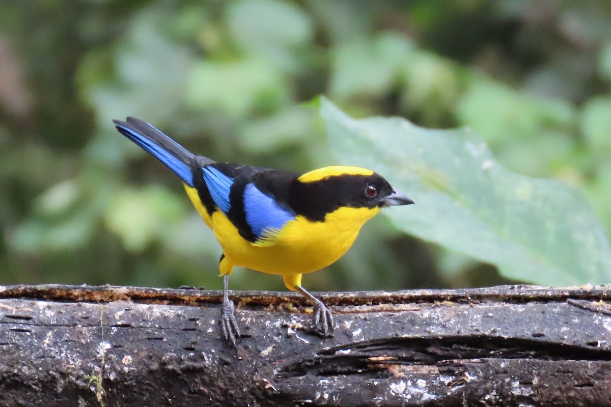 blåvingetanagar - ML646767763