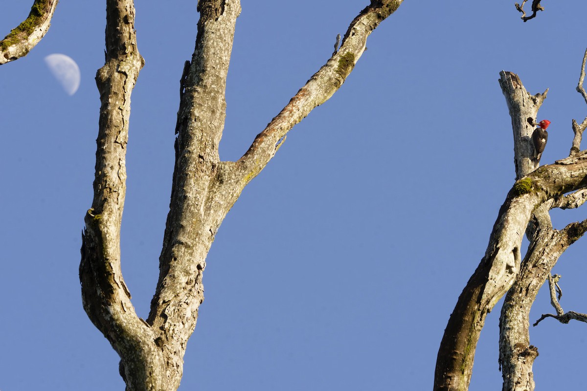 Robust Woodpecker - ML646767764