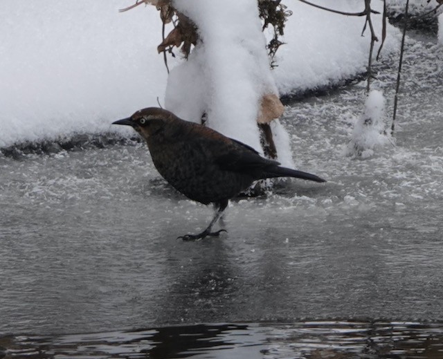 Rusty Blackbird - ML646767768