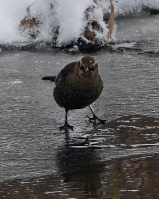 Rusty Blackbird - ML646767769